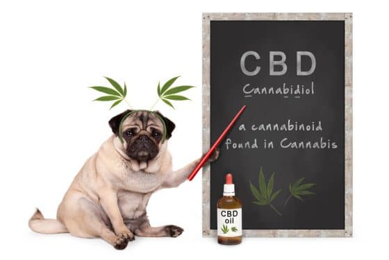 Les produits au CBD pour les animaux de compagnie